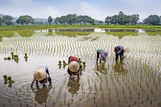 Exotika ve Vietnamu